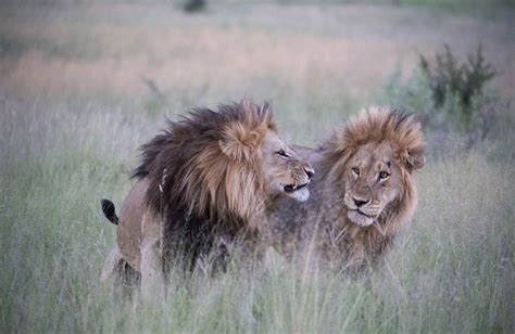 非洲两雄狮“交配”搞同性恋