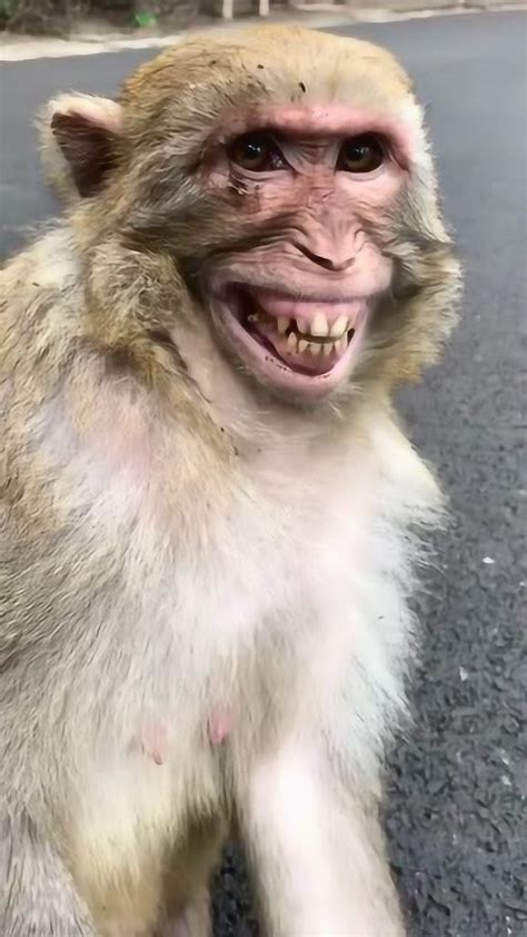 咧嘴大笑的猴子，太搞笑了