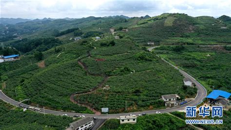 航拍贵州修文猕猴桃种植基地：“小果子”做成“大产业” - 黑龙江网
