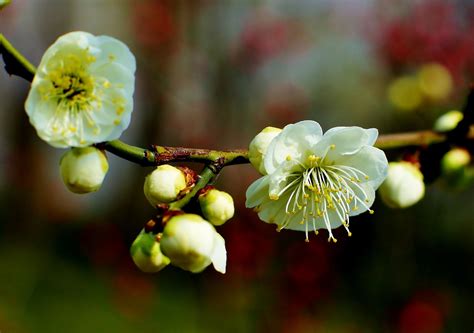 最有君子气质的梅花，梅花中的名品—绿萼梅|绿萼梅|名品|君子_新浪新闻