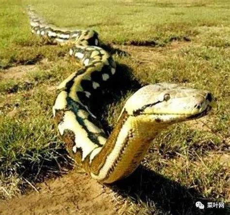 世界上最大的蛇叫什么名字(世界上最大的蛇叫什么蛇视频) - 三伊五百科