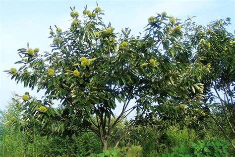 板栗树的栽培方法以及修剪技术-种植技术-中国花木网
