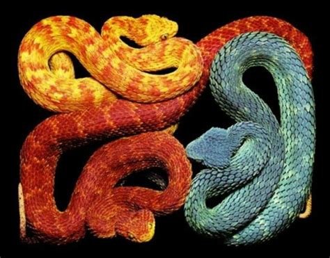 中国所有蛇图片和名字：（二级保护蛇类）_蛇的图片_毒蛇网