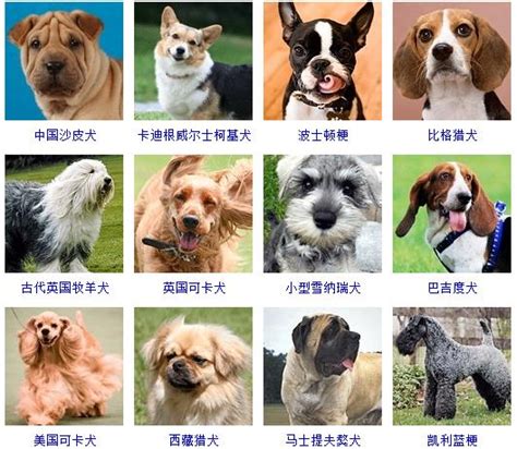 72种名犬,名犬名称及图片,名犬介绍及图片_大山谷图库