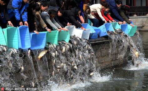 放生成杀生！上海苏州河频现死鱼，常有人用滑槽批量放生大鱼|鱼类|苏州河|保洁_新浪新闻