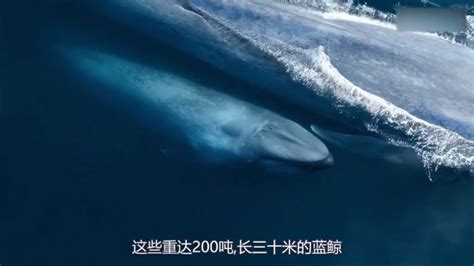 w小鲸鱼个人主页_武汉学生-站酷ZCOOL