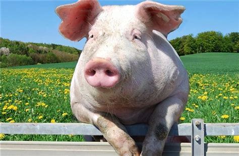 猪价“托底信号”来了！2022年第一轮猪肉收储将启动？猪价会涨？_凤凰网视频_凤凰网