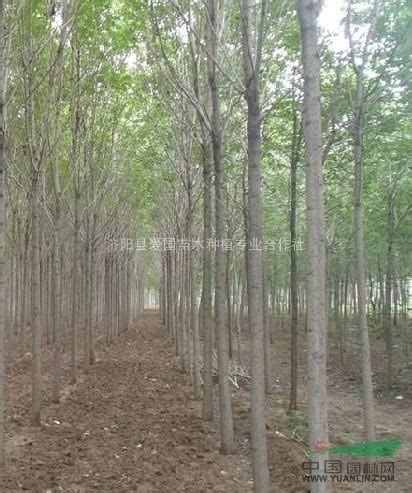 出售大量绿化苗木、造林苗图片_济阳县爱国苗木种植专业合作社_园林网