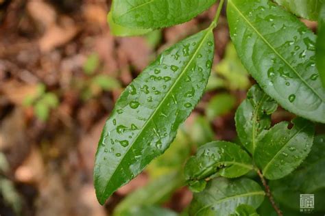 勐库大叶种的秘密：探究“云南大叶茶的正宗”-爱普茶网,最新茶资讯网站,https://www.ipucha.com