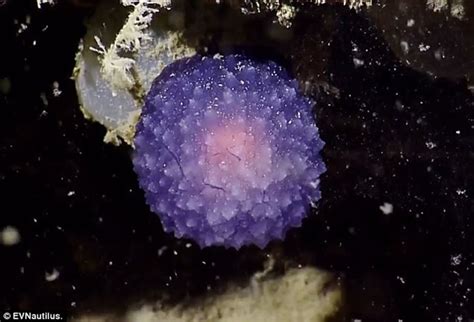 海洋探险者拍摄的海底视频，惊现怪异的海洋生物，刷新认知 - 知乎