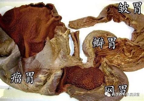 羊有几个胃，都有什么作用 - 养羊技术 - 养殖技术 - 北京荣盛牧兴生物科技有限公司