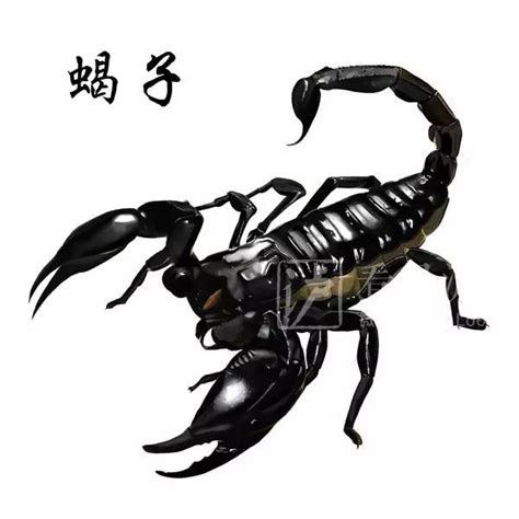 蜈蚣大战蝎子,巨型蜈蚣大巨型蝎子,蜈蚣大蜘蛛_大山谷图库