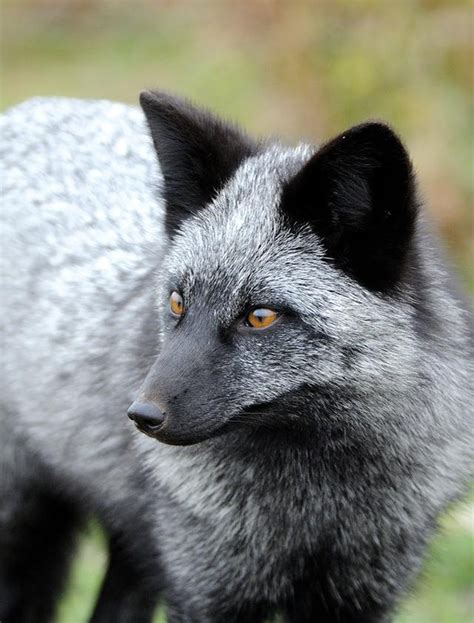 日月峡动物（010）--银黑狐1 - 中国自然保护区生物标本资源共享平台