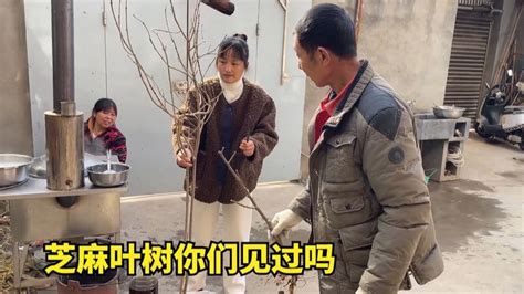 农村婆媳正在做午饭，老爸下班带回两棵树苗，一家人都还没见过_凤凰网视频_凤凰网