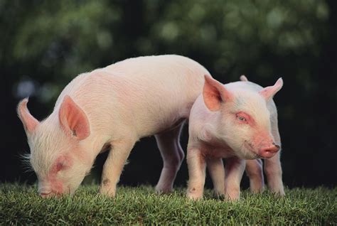 高猪价支撑养殖利润创年内新高 Q4或仍有上行空间|行业动态