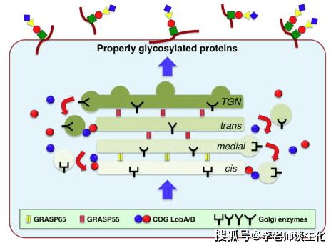 信号肽与新生肽链的运输和加工（二）_高尔基体