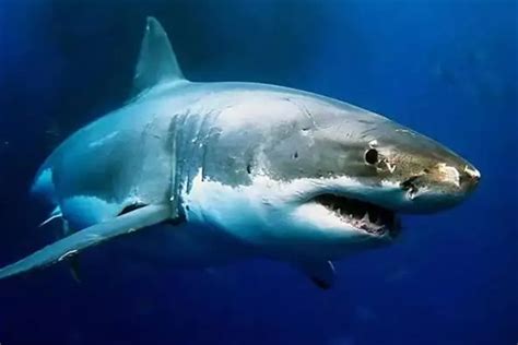濒临灭绝的鲨鱼高清图片下载-正版图片600402902-摄图网