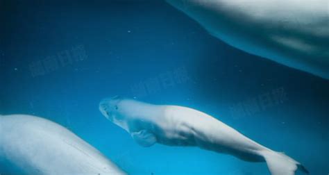 长沙海底世界迎来中国首例白鲸成功分娩 - 新闻 - 湖南日报网 - 华声在线