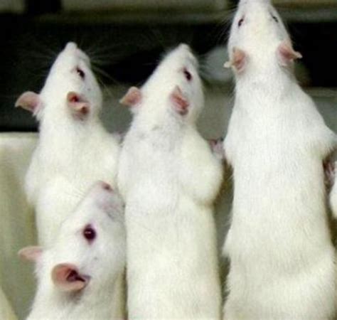 小白鼠是最理想的实验动物？因为老鼠基因和人类有99%相似？_技点网