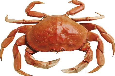 世界上最重的螃蟹，澳洲皇帝蟹多少钱-小狼观天下