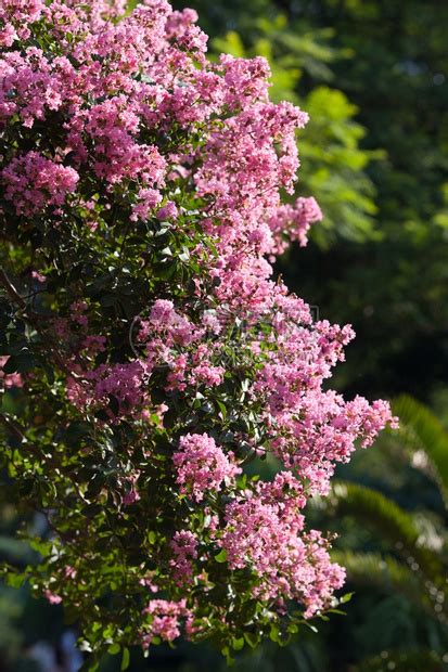 粉红色的花树高清图片下载-正版图片300861770-摄图网