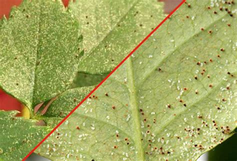 春季红蜘蛛如何预防？|作物种植专栏|汕头市微补植物营养科技有限公司