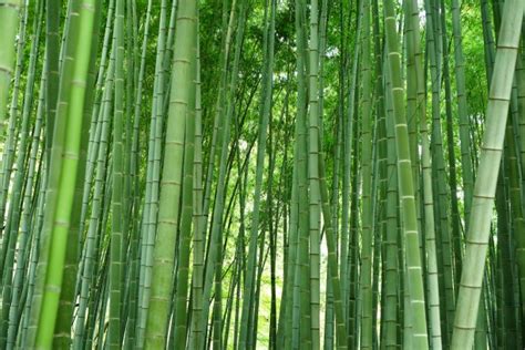 黄竹林热带丛林场景园艺环境木头叶子花园竹子生长高清图片下载-正版图片320886792-摄图网