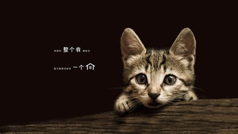 宠物领养网站|网页|门户网站|yijie65 - 原创作品 - 站酷 (ZCOOL)