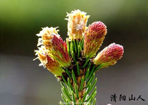 松树花图片