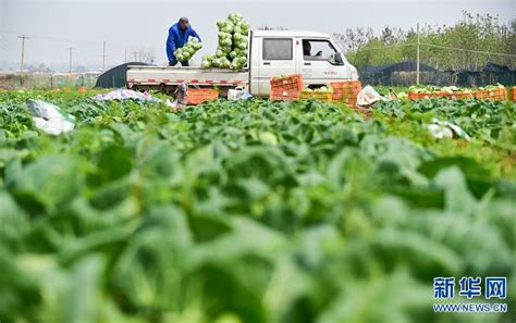 河南洛阳：“订单式”蔬菜助农增收 - 新华网河南频道