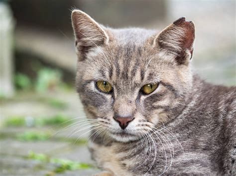 野猫图片非主流头像