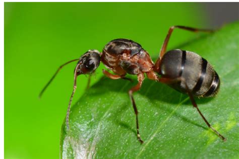 怎么区分蚂蚁白蚁？-陕西世渝霖环保科技有限公司