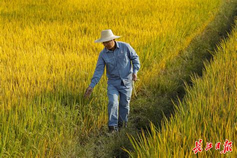 企业助贫，“精米加工”助农脱困增收 | 图集 - 封面新闻