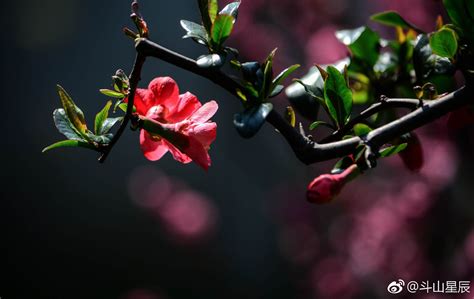 贴梗海棠，是蔷薇科木瓜属植物，其花朵鲜润丰腴、绚烂耀目|木瓜|贴梗海棠|蔷薇科_新浪新闻
