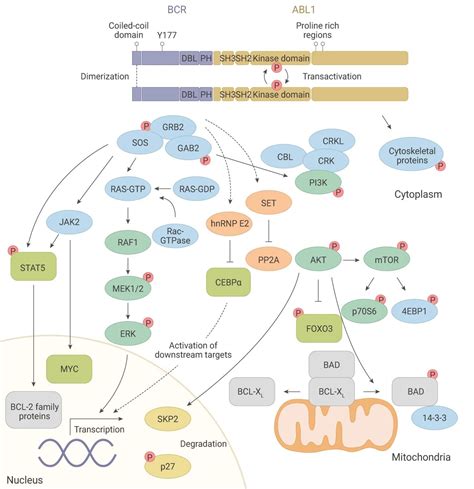 酪氨酸激酶的抑制剂——白血病的靶向研究 | MedChemExpress - 脉脉