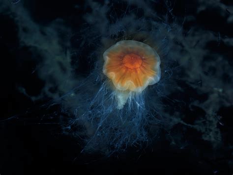 像素艺术深海场景发光水母插画图片下载-正版图片600064215-摄图网