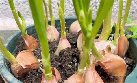 大蒜的生长过程观察日记，详细的1—7天成长记录表(图片) — 神奇养生网