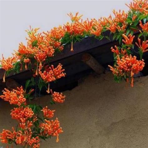 阳台种什么爬藤植物好 适合阳台种的爬藤植物_知秀网