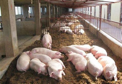 农民自配猪饲料配方 怎么喂猪一天长三斤 - 富强农百科
