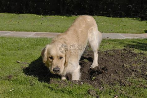 金毛猎犬在草地上挖洞高清图片下载-正版图片503424755-摄图网