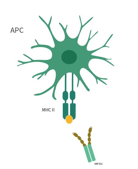 【1.3.2】免疫细胞--T淋巴细胞 - Sam