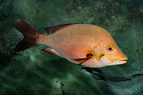 南海名鱼—红鱼