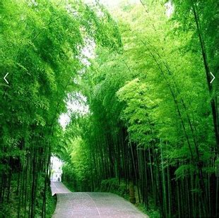好看的竹子头像山水,风景,吉祥_大山谷图库