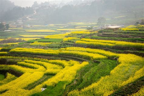 芥末植物图片