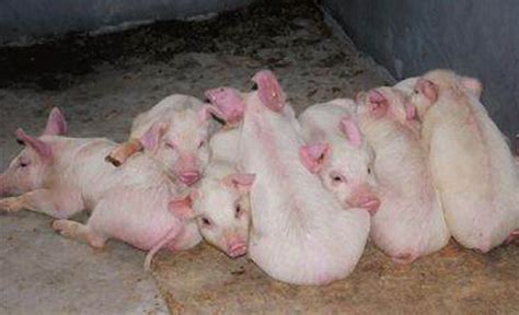 母猪产13头小猪陆续死亡，老张说完症状后，兽医就说出了原因！