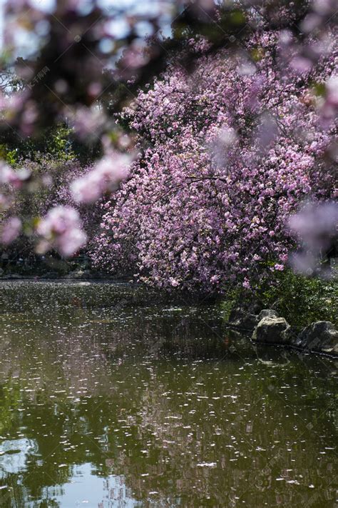 春天水上桃花繁花盛开自然风景摄影图高清摄影大图-千库网