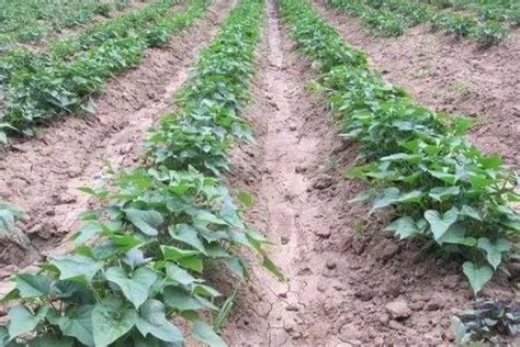 红薯怎么种植才能高产，红薯种植时间和方法介绍-趣农笔记