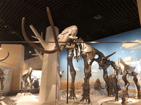 全球最完整猛犸象化石将在英展出 死亡时仅1月大(图)|俄罗斯|西伯利亚_凤凰资讯