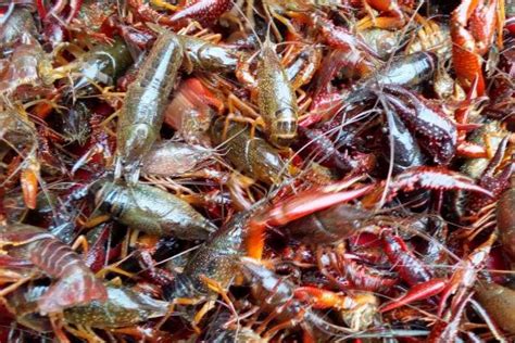 吃小龙虾有什么的危害和禁忌 吃小龙虾有啥危害和禁忌_知秀网