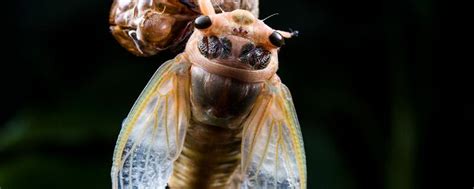 金蝉养殖技术视频、金蝉人工养殖技术（2） - 金蝉 - 蛇农网